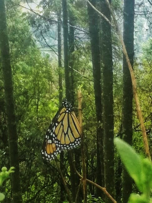 Ecológico